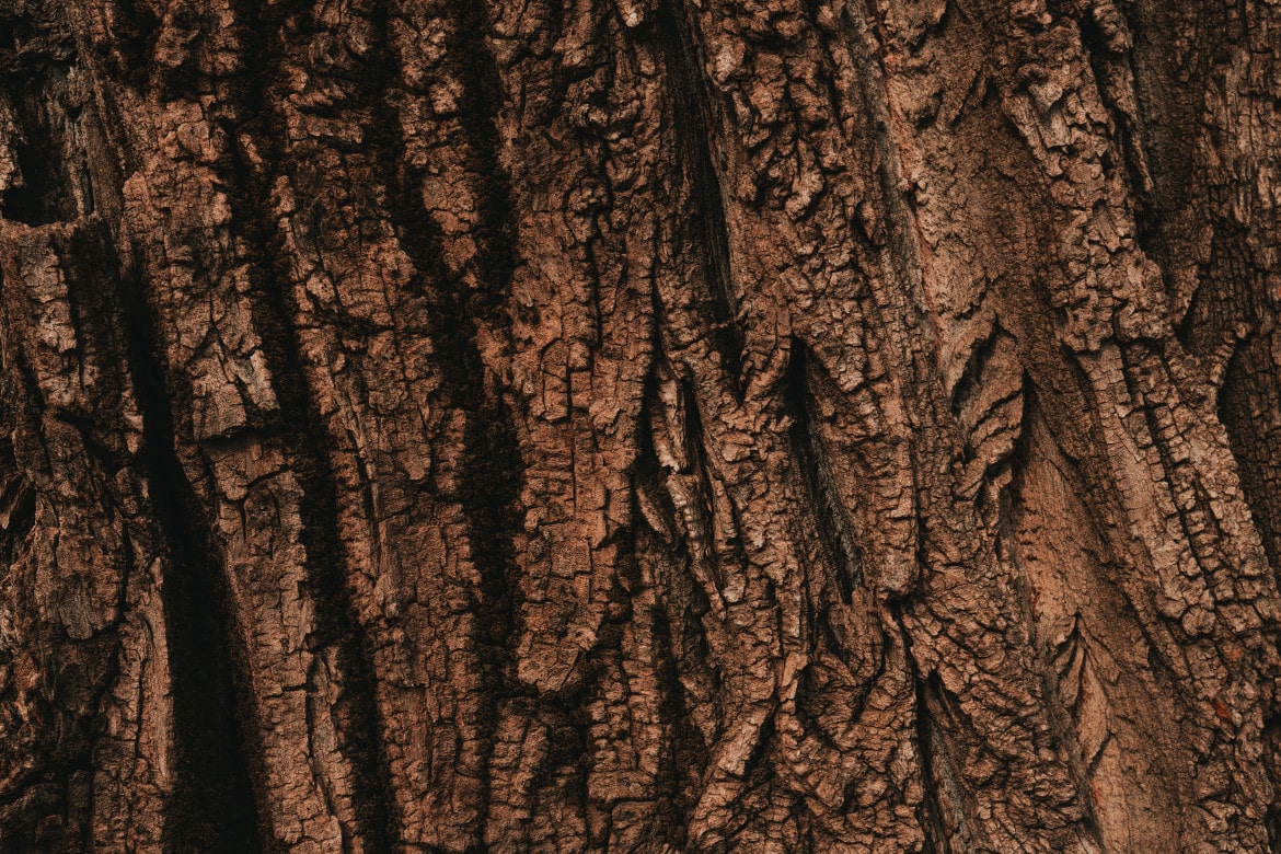 brown bark in late afternoon light